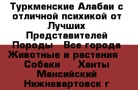 Туркменские Алабаи с отличной психикой от Лучших Представителей Породы - Все города Животные и растения » Собаки   . Ханты-Мансийский,Нижневартовск г.